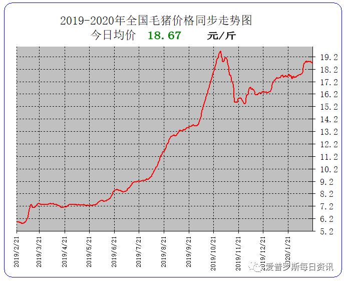 今日猪价最新走势及价格分析